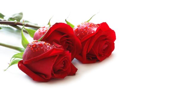 Drei rote Rosen liegen auf einem weißen Hintergrund.