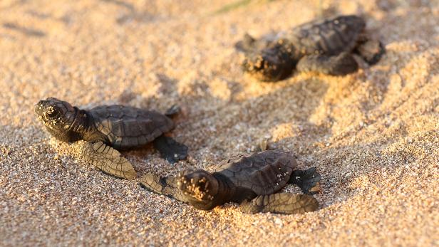 Ruhige Strände dank Corona: Meeresschildkröten-Boom im Libanon