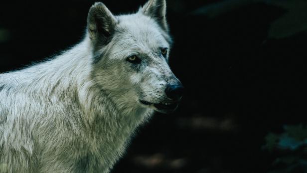 Acht tote Schafe in Tirol: Erneut Wolf in Verdacht