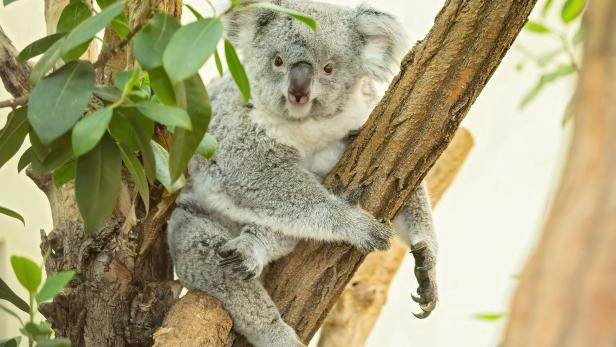 Baby-News in Schönbrunn: Erster Nachwuchs für Koalas