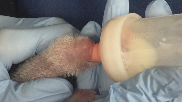 A smaller of two panda cubs born to Giant Panda Me