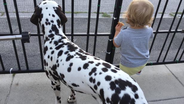NÖ: Dalmatiner von Kampfhund angefallen, Familie ist verzweifelt