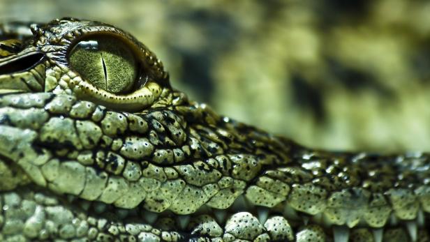 IG-Nobelpreis 2020: Angst vor Insekten und Helium-Alligator