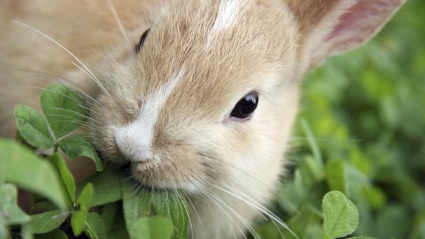 Kaninchen sind Dauerfresser.
