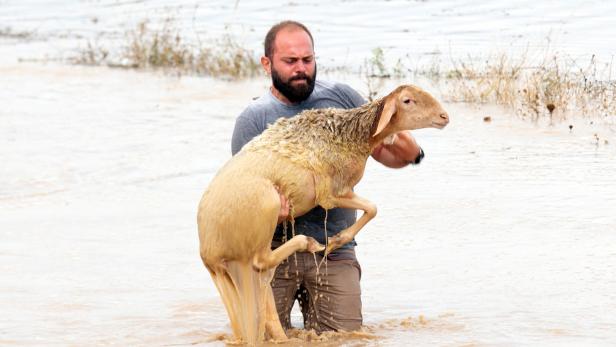 A sheep breeder saves an animal from a flooded area, following a storm near the village of Megala Kalyvia