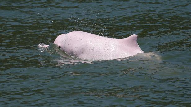 FILE PHOTO: A Chinese white dolphin swims off Lantau island in Hong Kong