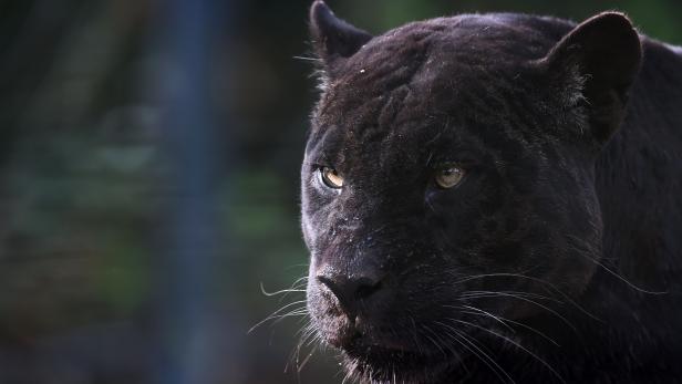 FRANCE-ZOO-ANIMALS-BLACK PANTHER-FEATURE