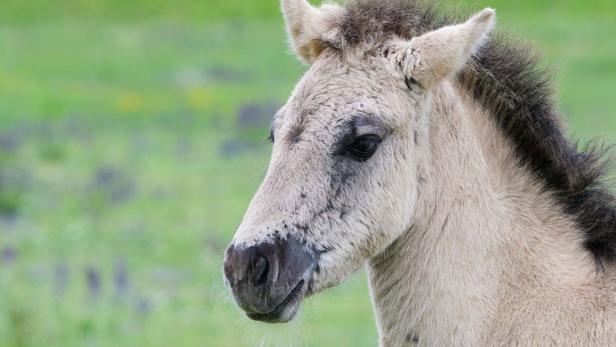 Konik-Pferd im WWF-Naturreservat Marchegg 