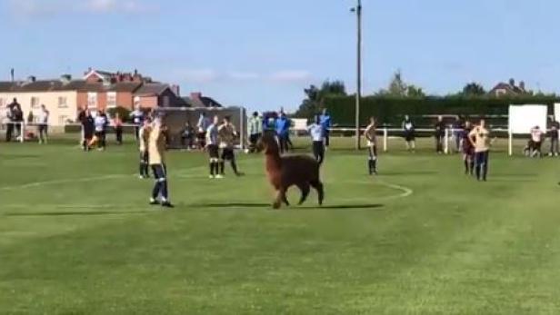 Ein Alpaka stürmt ein Fußball-Match in England