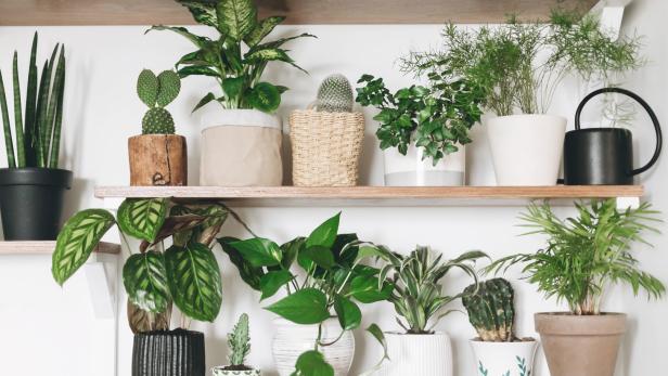 Rekordhitze: So kühlen Sie die Wohnung mit Pflanzen