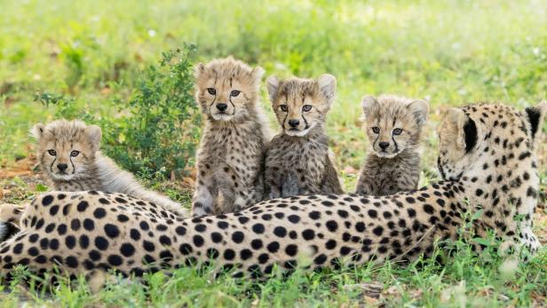Zoo Schönbrunn sucht Namen für Baby-Geparden