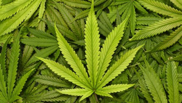 Polizei entdeckte Cannabis-Indoor-Plantage wegen Wasserrohrbruch
