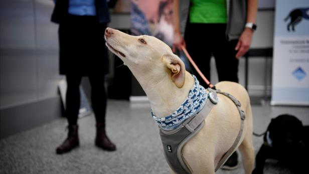 Fehlerfrei: Spürhunde erschnüffeln Coronavirus in Helsinki