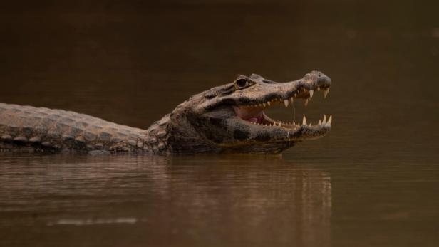 Bob hat Schmerzen: Dicker Alligator muss zum Röngten