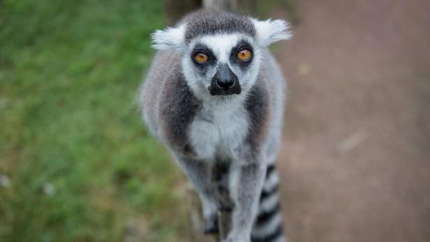 Lemuren sind trotz des kleinen Gehirns schlau.