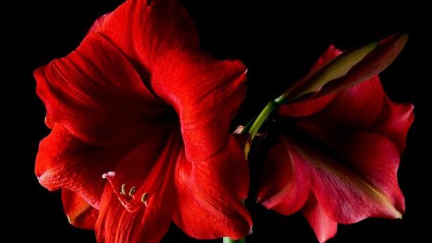 Warum wir Schnittblumen lieben. Der Trend zum Toten