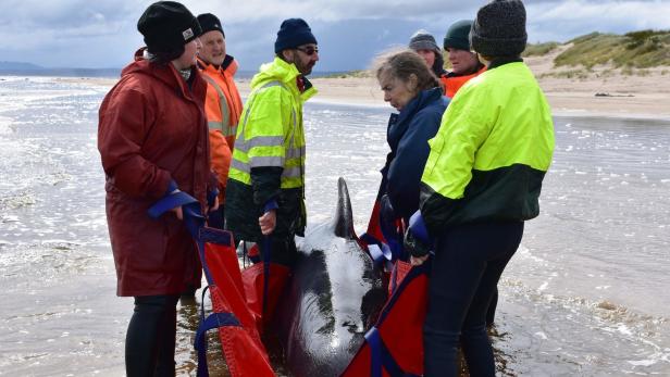 Massenstrandung: Helfer bargen letzten überlebenden Wal vor Tasmanien