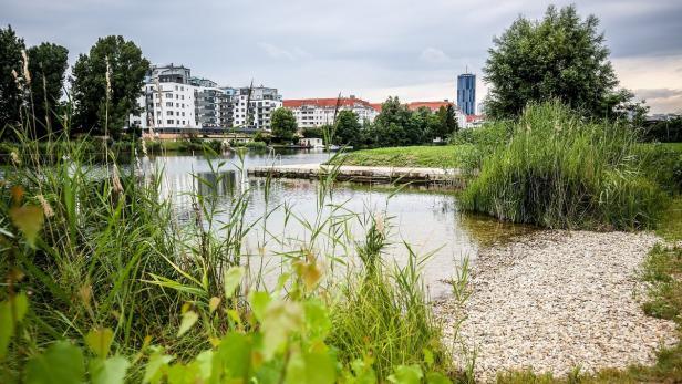 Die kostenlos zugängliche Liegewiese auf mit Wasserzugang an der Alten Donau