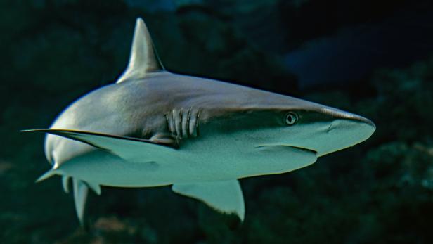 Eine halbe Millionen Haie könnten für Corona-Impfstoff sterben