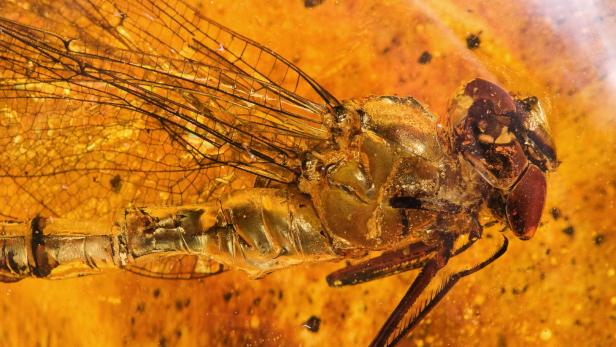 Jurassic Park lässt grüßen: DNA aus in Harz eingeschlossenen Insekten