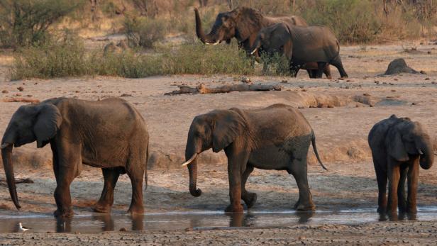 Elefanten im Hwange National Park