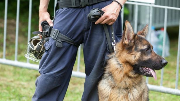 Police dog. Policeman with a German shepherd on duty.