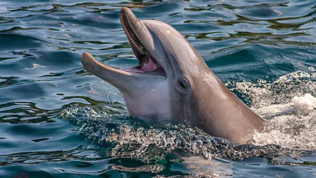 Diese realistischen Roboter sollen echte Delfine im Zoo ersetzen