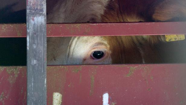 Grausam: ARD-Recherche deckt Tiertransport-Skandal auf