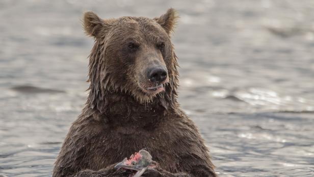 Alaska wählt den dicksten Braunbären
