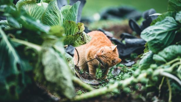 Mythos: Herbstzeit ist Erntezeit (inkl. DIY Türkranz)