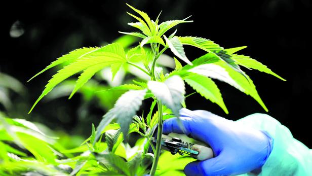 FILE PHOTO: Employee tends to medical cannabis plants at Pharmocann, an Israeli medical cannabis company in northern Israel