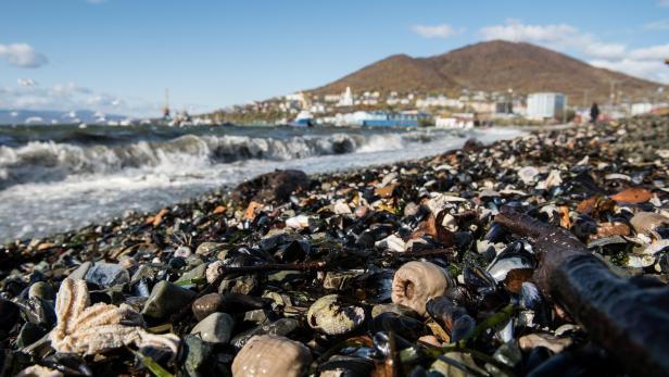 Massentiersterben: Rätselhafte Umweltkatastrophe vor Russlands Ostküste