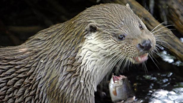 Der Fischotter hat seine Reviere zurückerobert. Fischer klagen über die Erstarkung der tierischen Konkurrenz, die Fischbestände schrumpfen