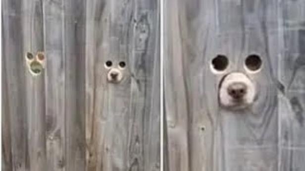 Video: Frau hat Löcher im Zaun, damit Hunde Kontakte knüpfen