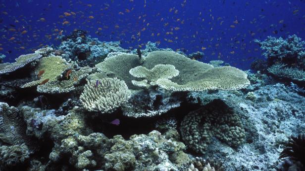 Great Barrier Reef: Seit 1995 um die Hälfte weniger Korallen