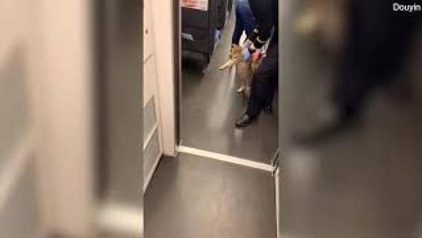 Video: Katze als blinder Passagier im Zug