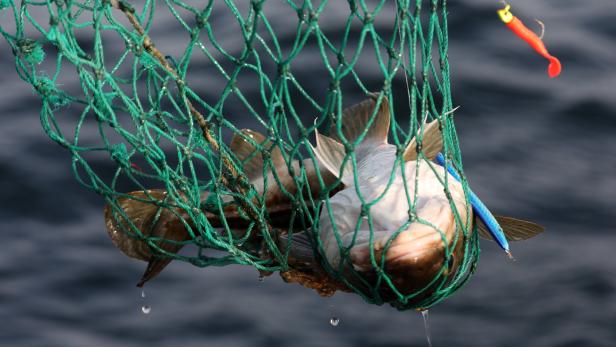 Überfischung bedroht die Bestände.