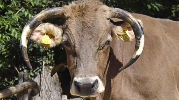 Bezirk Zwettl: Stiere trampelten Bauern tot