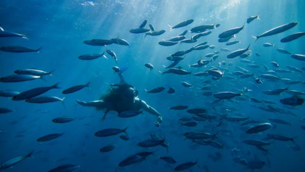 Gran Canarias Unterwasserwelt lässt sich auch bei einem Tauchgang mit der Delphinus Diving School erkunden.