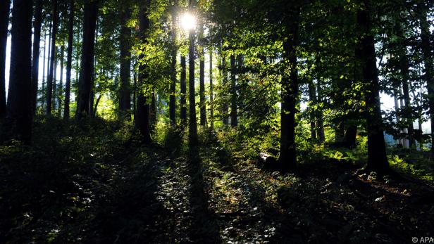 "Nutzen und Kosten von Wäldern und Bäumen sind ungleich verteilt"