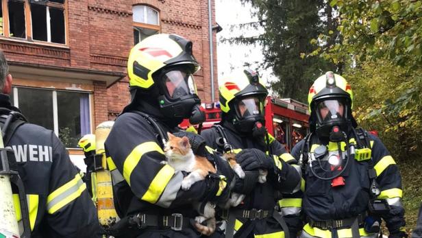 Feuerwehr rettete drei Katzen aus brennender Wohnung