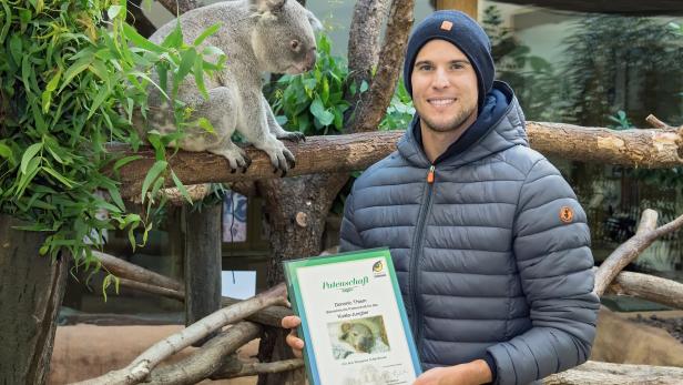 Dominic Thiem: Patenschaft für Schönbrunner Koala-Baby