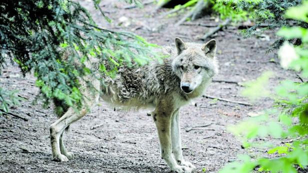 Wolf is seen in a near-natural enclosure at Langenberg Wildlife Park in Langnau am Albis