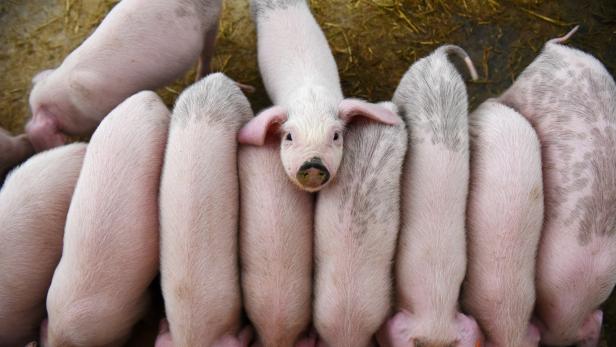 FILE PHOTO: Young pigs are seen at a farm in Xianju county