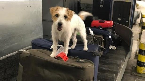Polizeihund erschnüffelte 2,8 Kilogramm Heroin im Reisegepäck