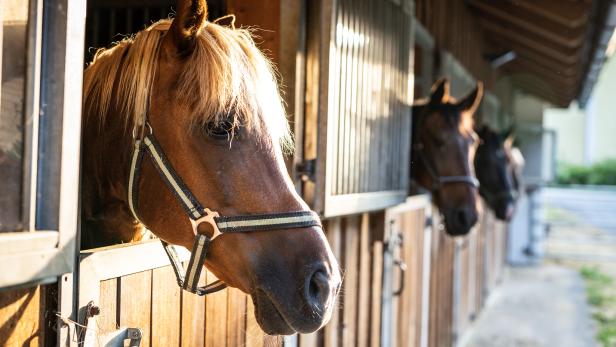 Traum von eigener Pferdezucht geplatzt: Sieben Jahre Haft