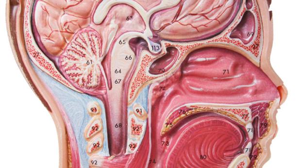 Die menschliche Anatomie ist komplex – und birgt Überraschendes.
