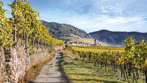 Weinwandern in  Niederösterreich und Wien
