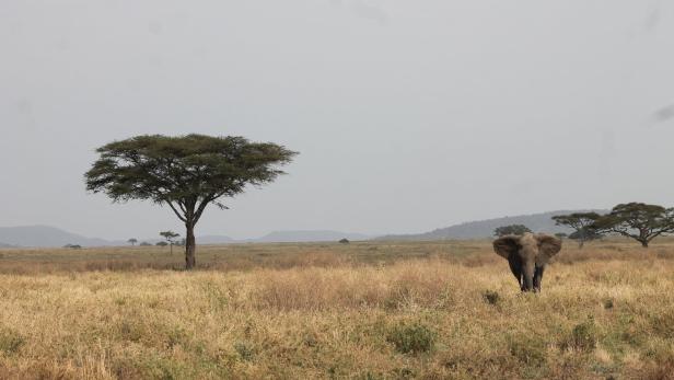 Man begegnet in der Serengeti so vielen Elefanten, dass einer alleine auffällt. Er passt zur aktuellen Situation im berühmtesten Nationalpark der Welt.