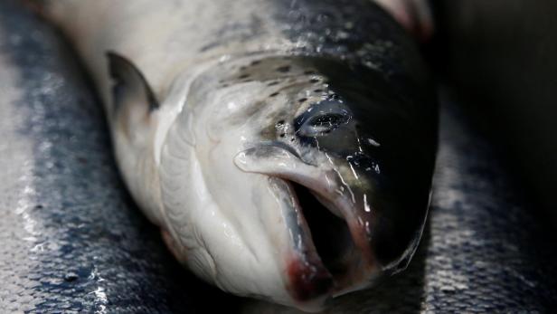 Klimawandel "verdünnt" Quecksilberbelastung von Fischen nicht
